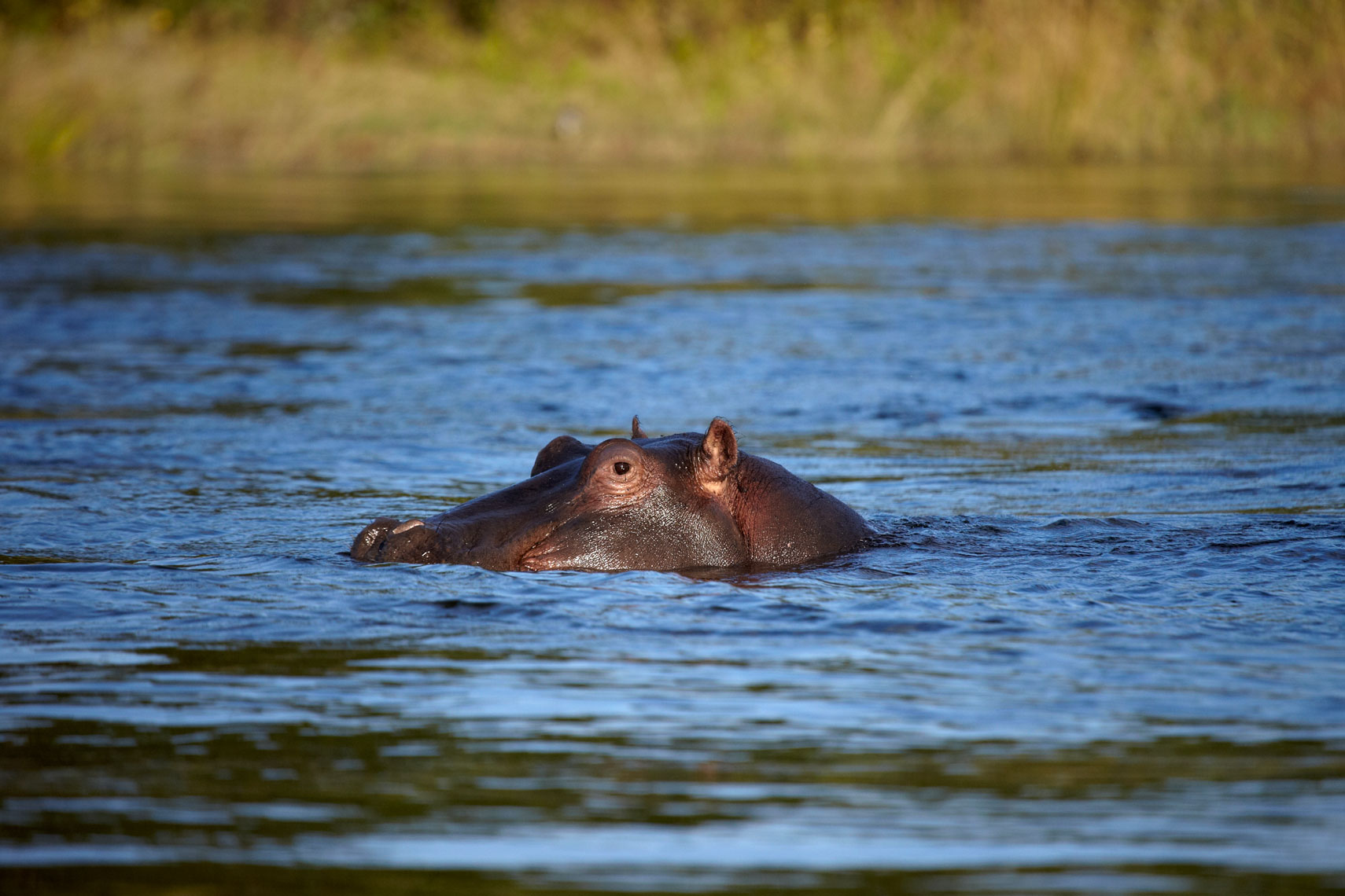 22-hippo
